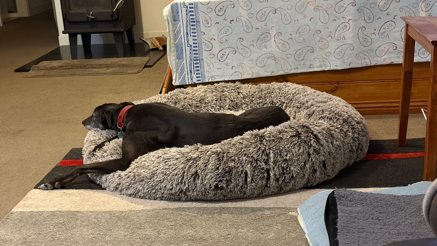Customer photo review of Cover For PaWz Calming Pet Bed