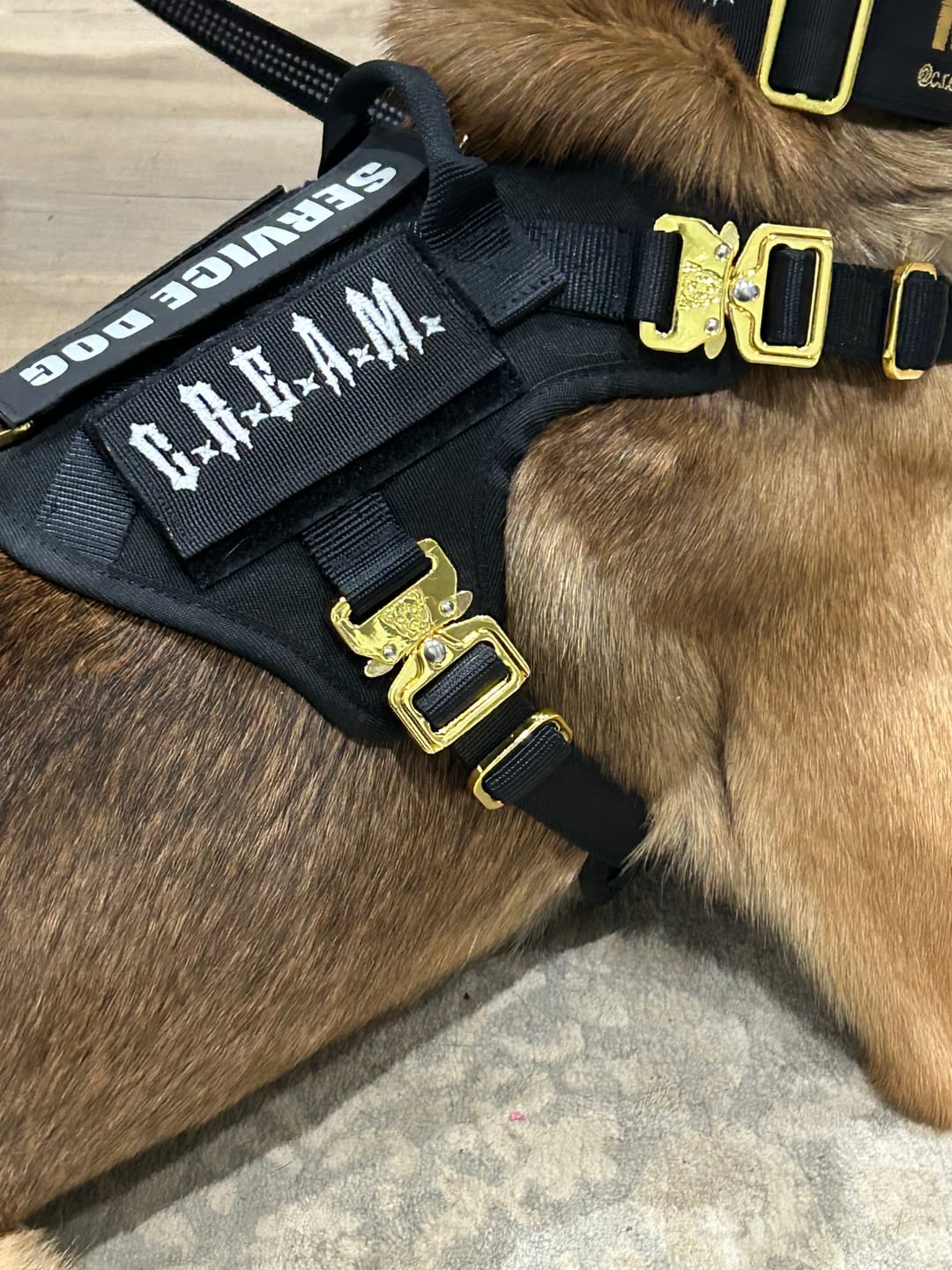 Customer photo review of HNTR 3.0 Dog Harness - Noir