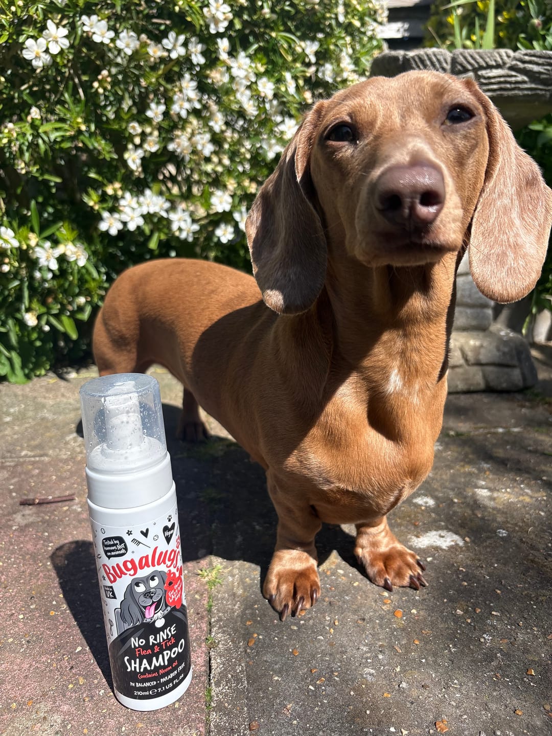 Customer photo review of No Rinse Flea & Tick Shampoo for Dogs