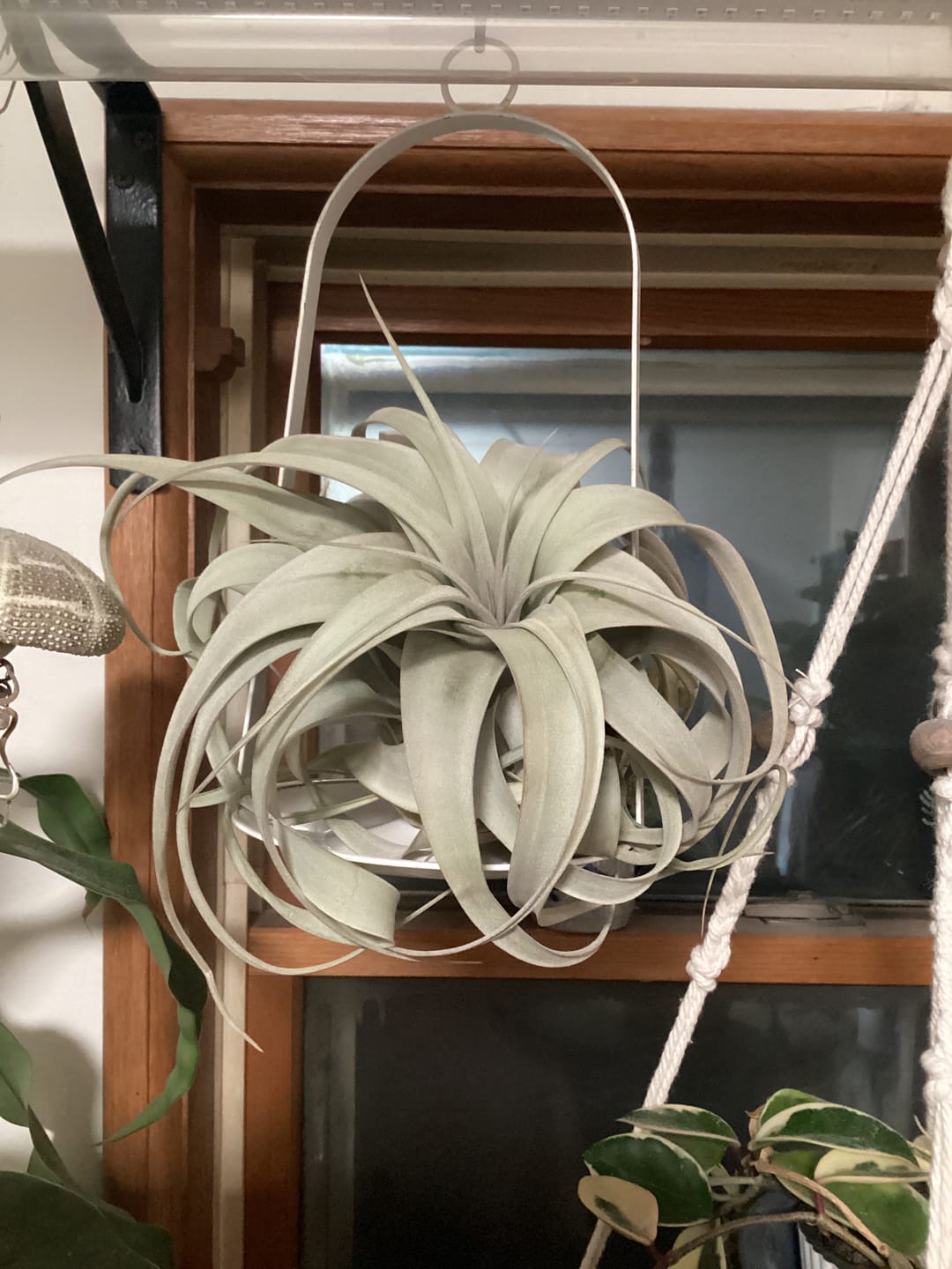 Customer photo review of Xerographica Thick Leaf Form  *Cannot Be Shipped Internationally*