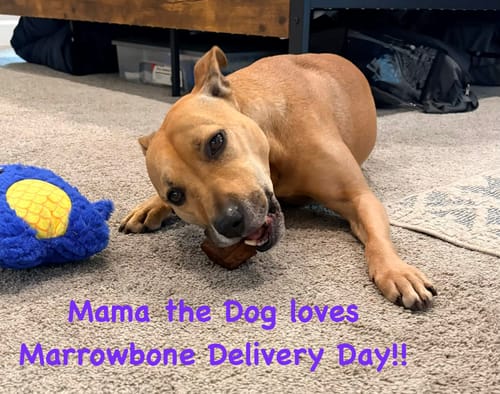 Customer's tan dog lying on the carpet and happily chewing a marrow bone.
