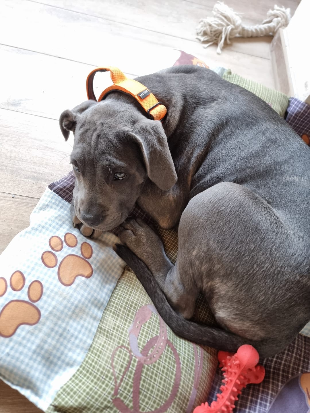 Customer photo review of Collare Crime 3cm