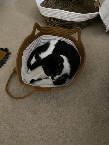 Customer photo review of Instinct Basket | Meet the first research-backed natural territory for indoor cats