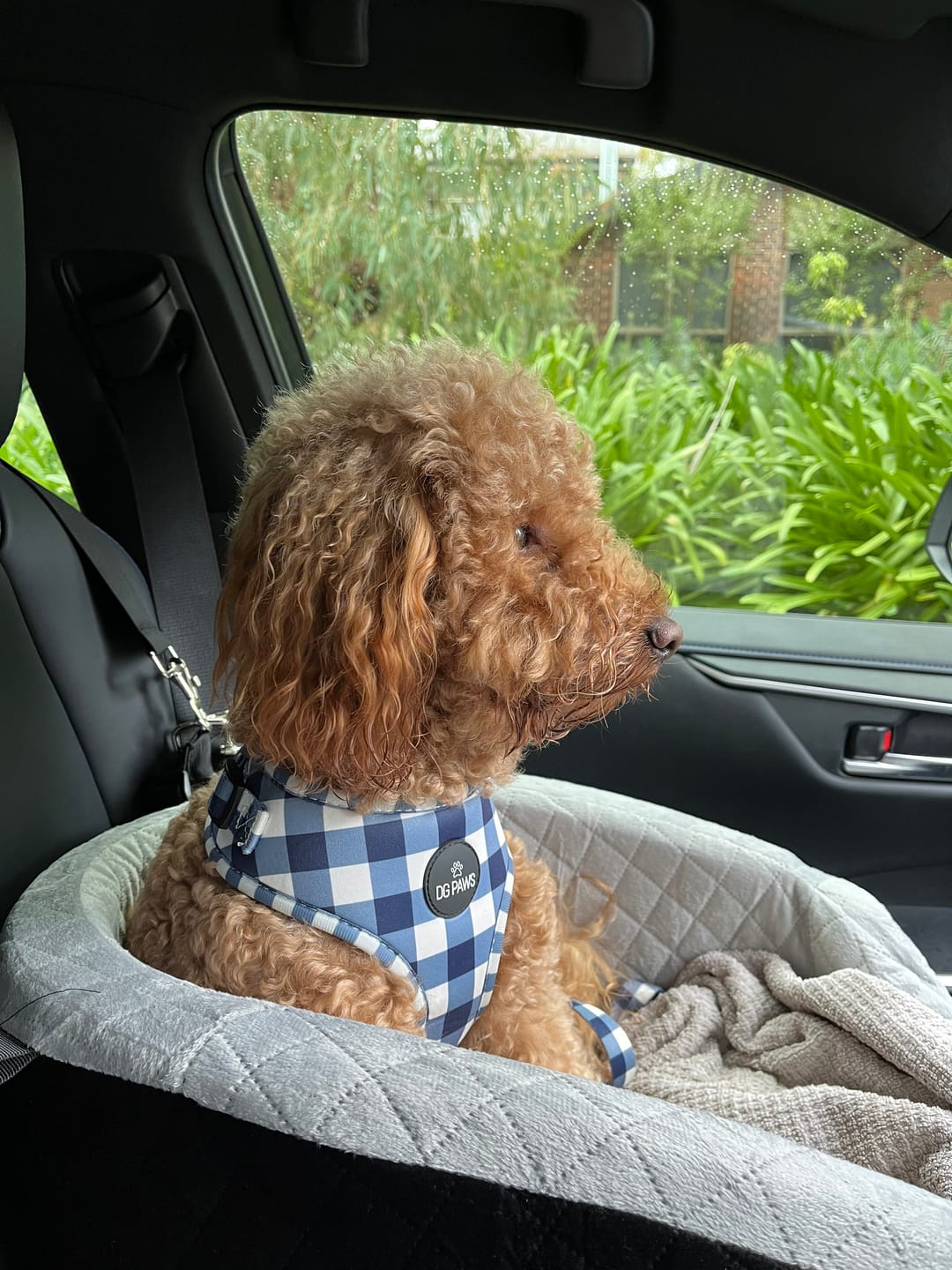 Customer photo review of Dog Car Booster Seat