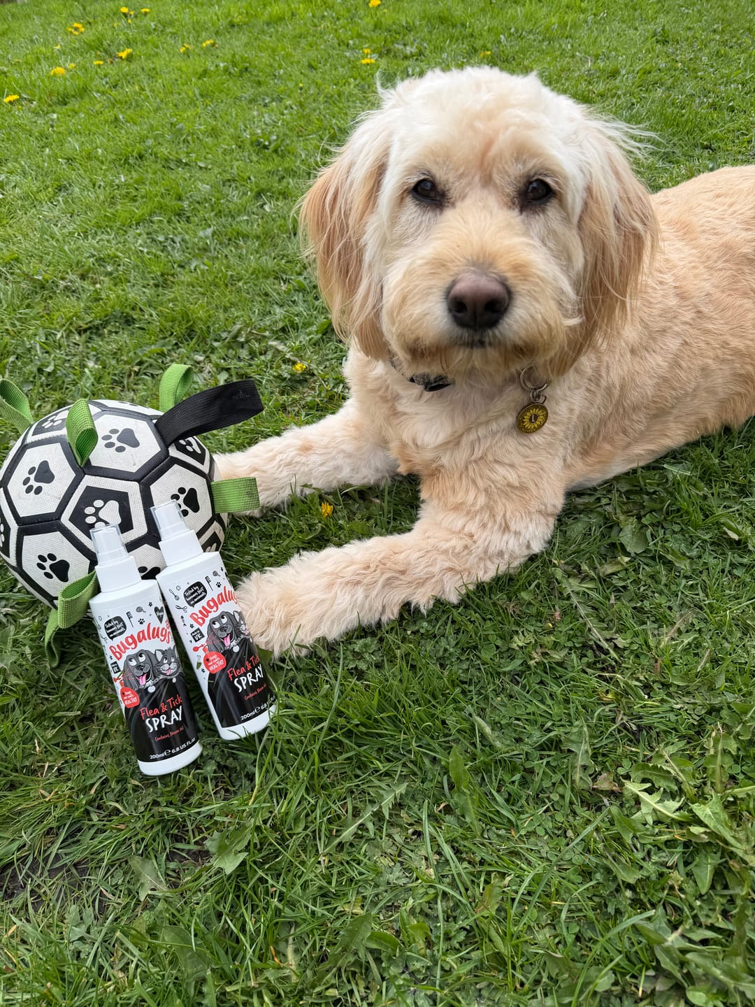 Customer photo review of Flea & Tick Spray with Neem Oil for Dogs & Cats