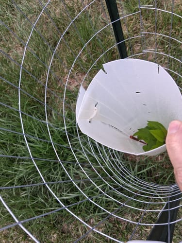 Customer photo review of Sawtooth Oak