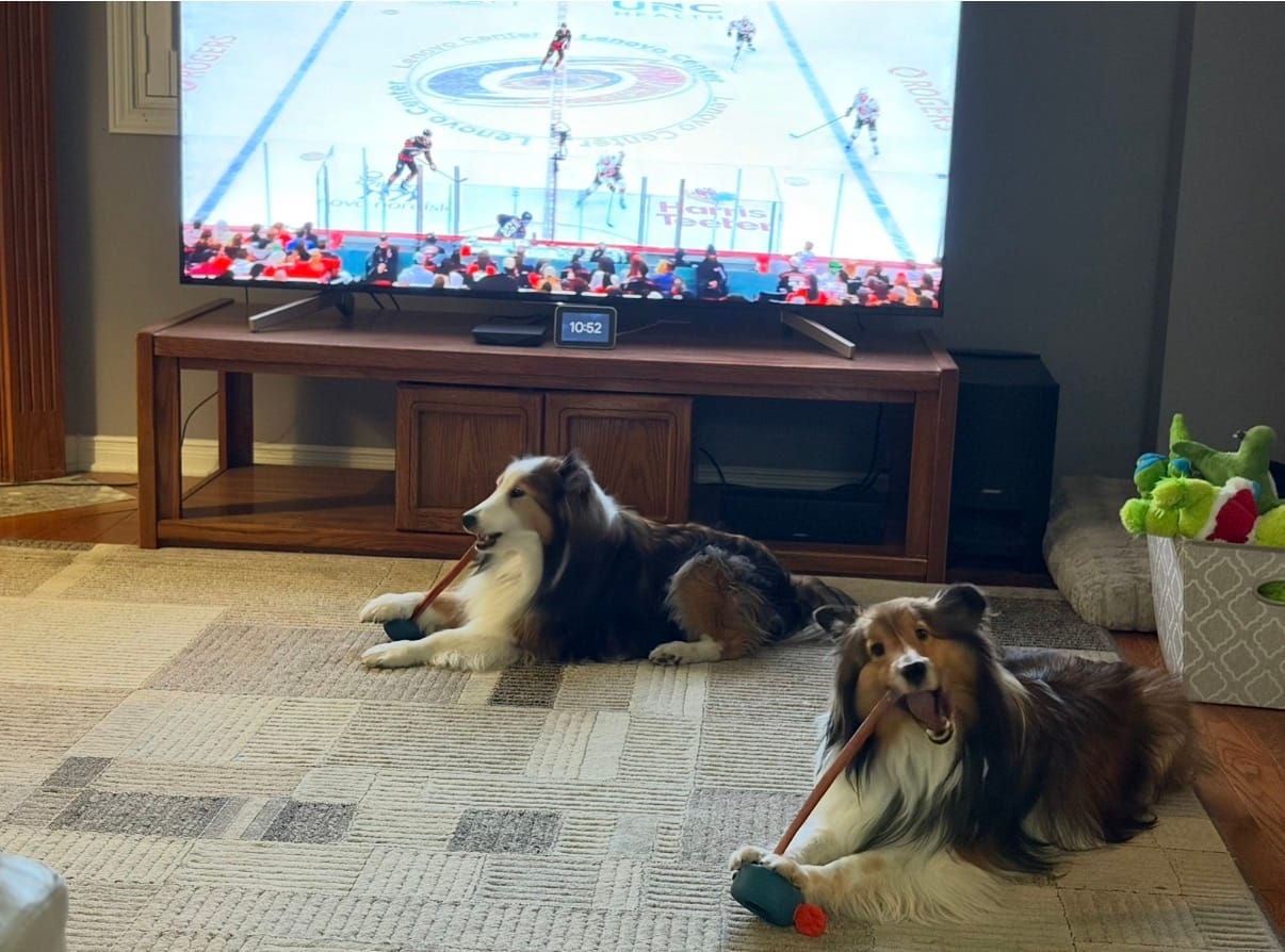 Customer photo review of 12 Inch Standard Bully Stick
