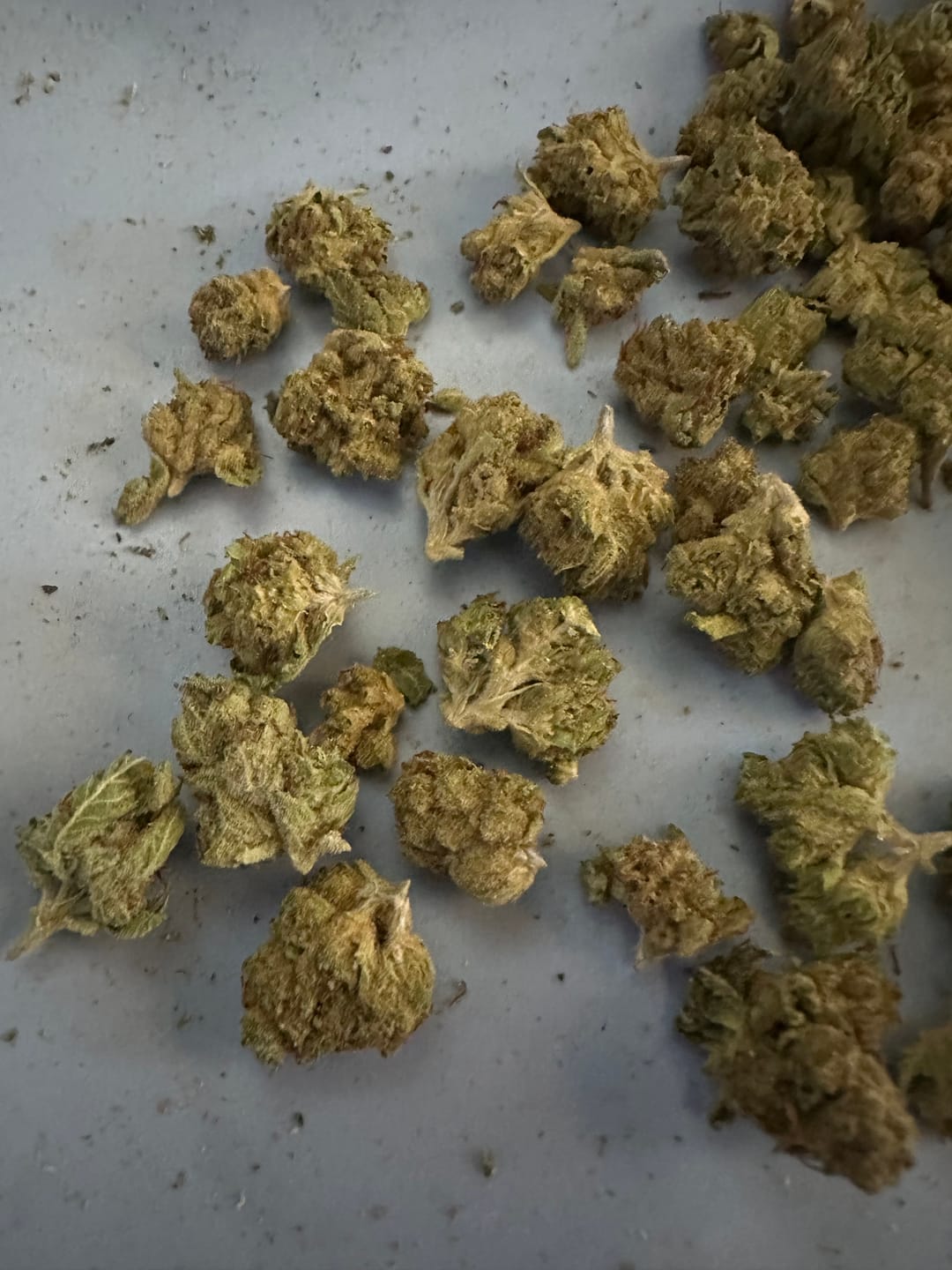 Customer photo review of THCa Greenhouse Smalls