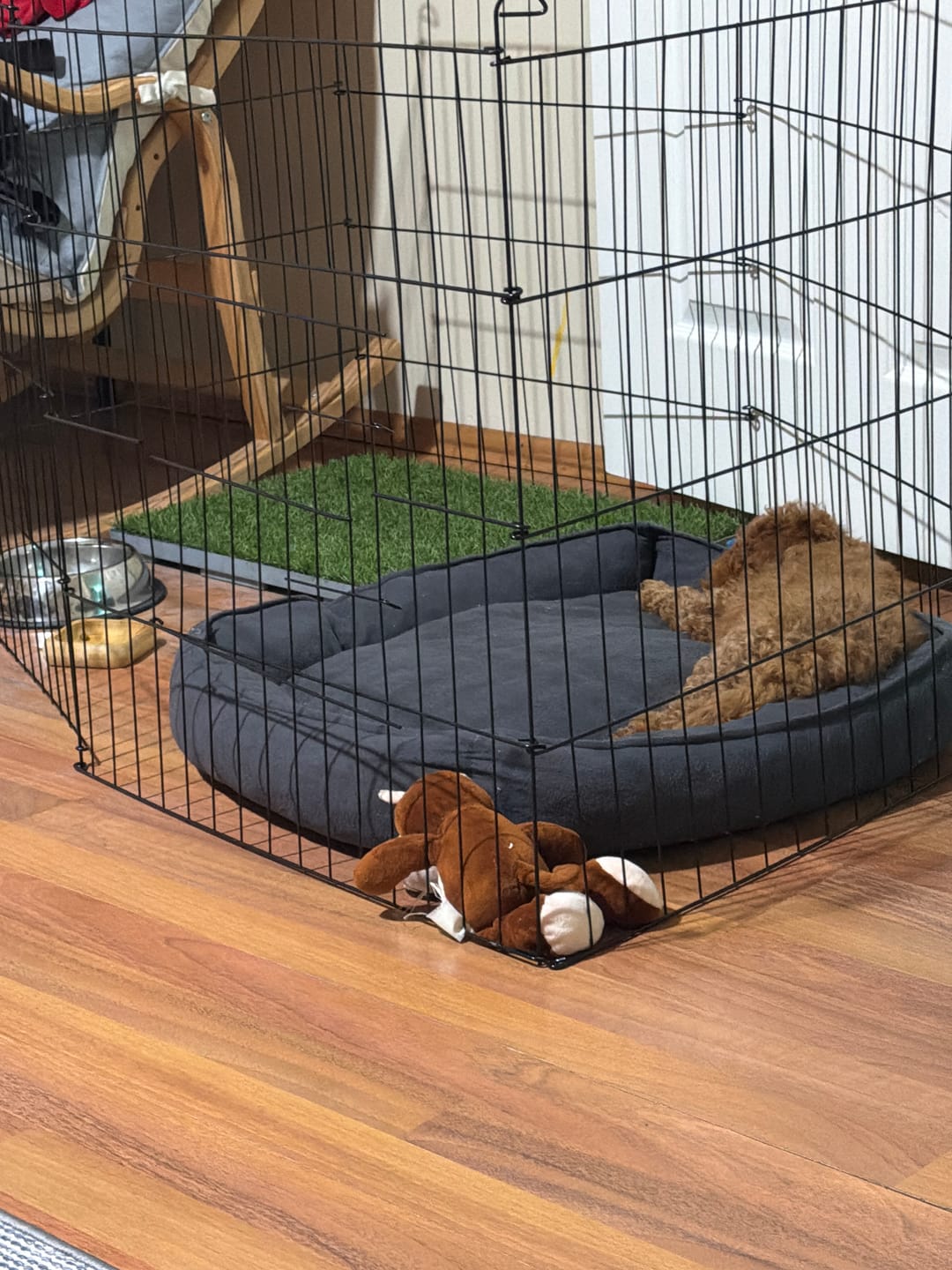 Customer photo review of GreenPee Yıkanabilir Pro Akıllı Çim Tuvalet®
