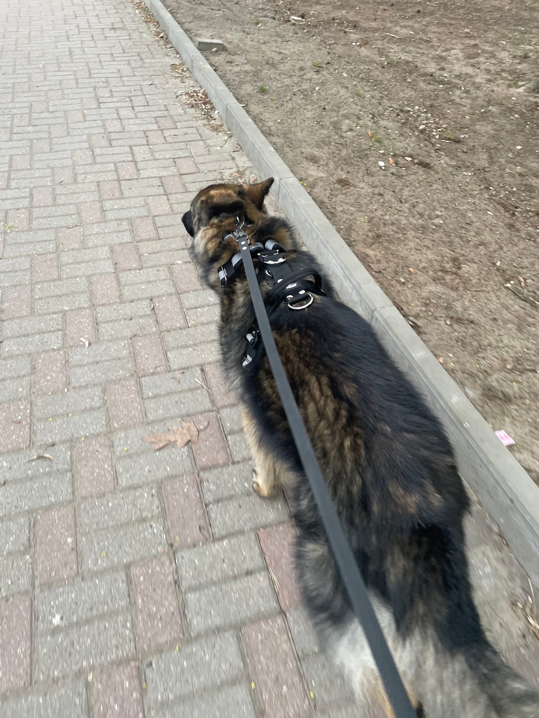 Customer photo review of Szelki z szybką klamrą - Easy Walk Extreme Safe Czarna