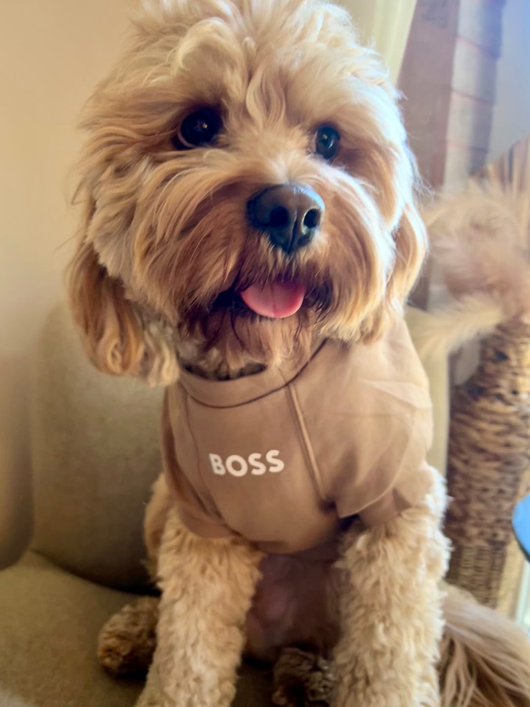 Customer photo review of Dog Essentials Cotton Sweater