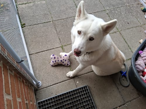 Anmelderens hvide hund sidder ved siden af en benformet, prikket bamse på fliser.