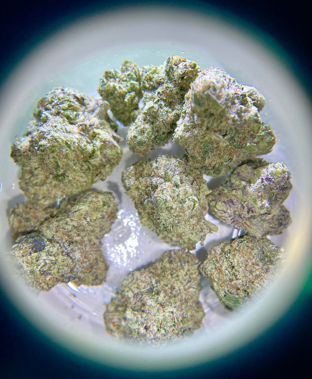 Customer photo review of Boutique Exotics - Obama Runtz - 14 Grams - Hybrid