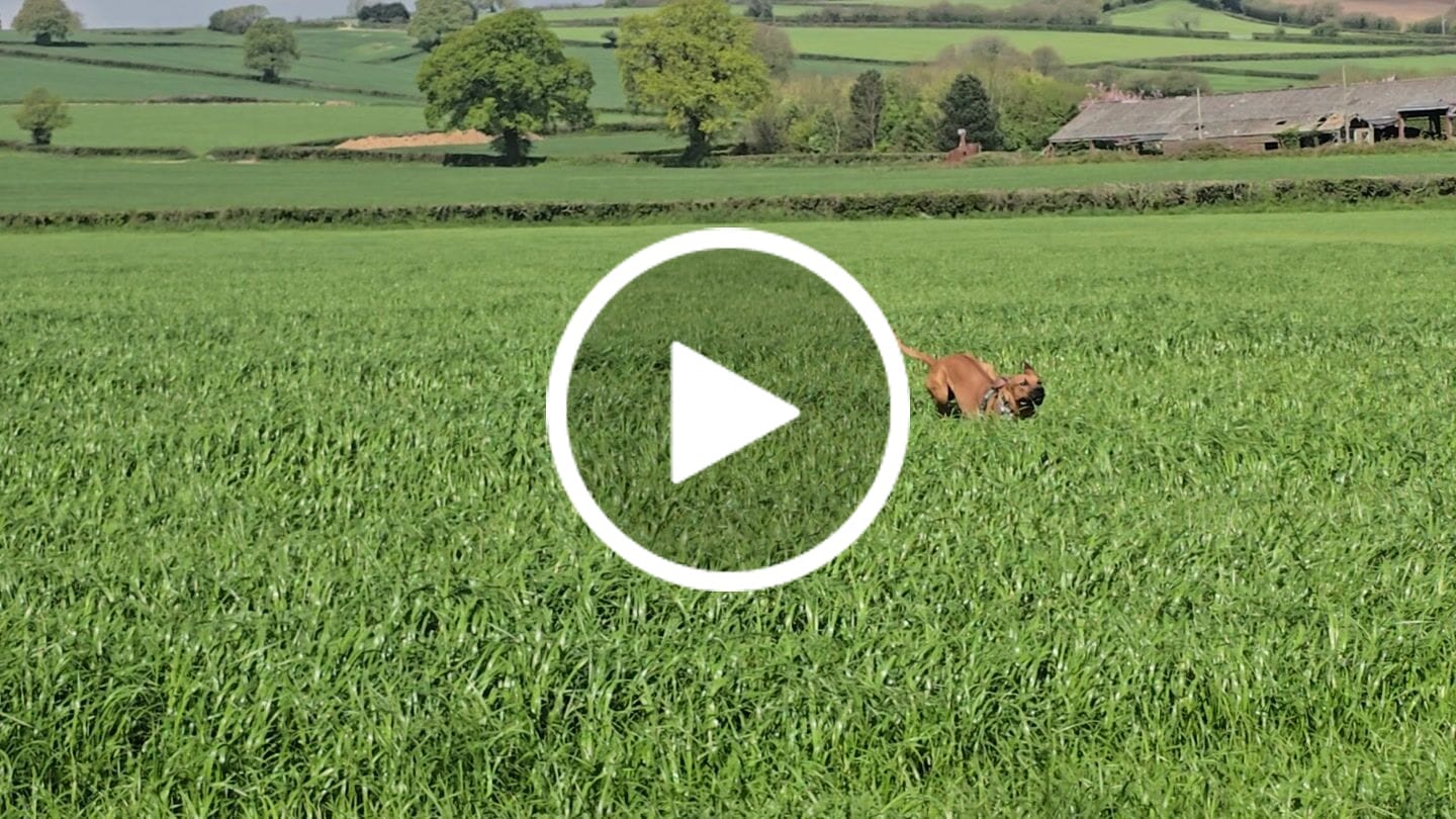 Customer video review of Apex® Collar