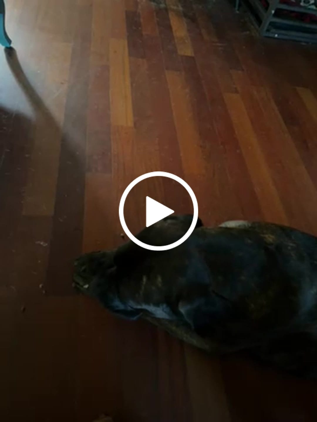 Customer video review of Pig Ears