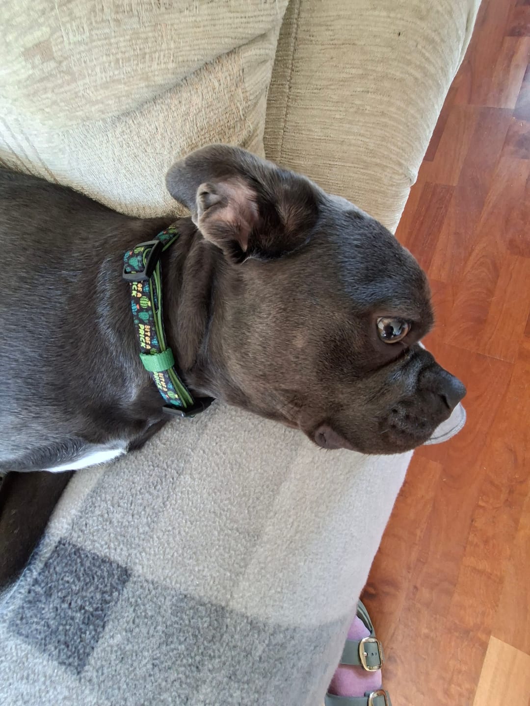 Customer photo review of Bit of a pr**k collar