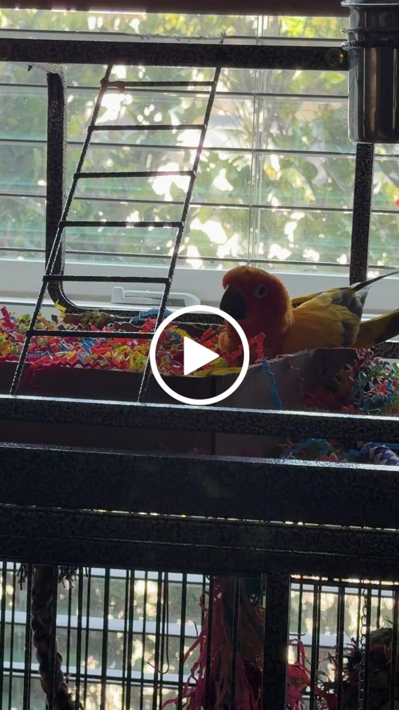 Customer video review of Foraging Flat Bird Toy (BYOT) – Interactive Treat Hide & Shredding Tray for Parrots, Conures, Cockatiels