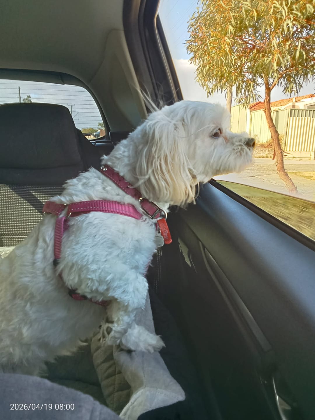 Customer photo review of Dog Car Booster Seat