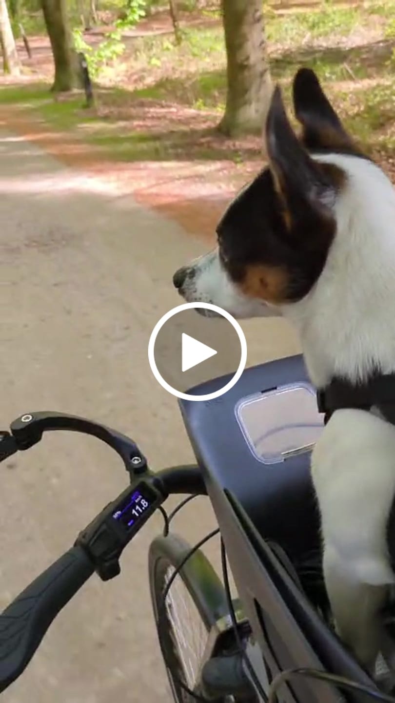 Customer video review of Kvisp Dog Bike Carrier