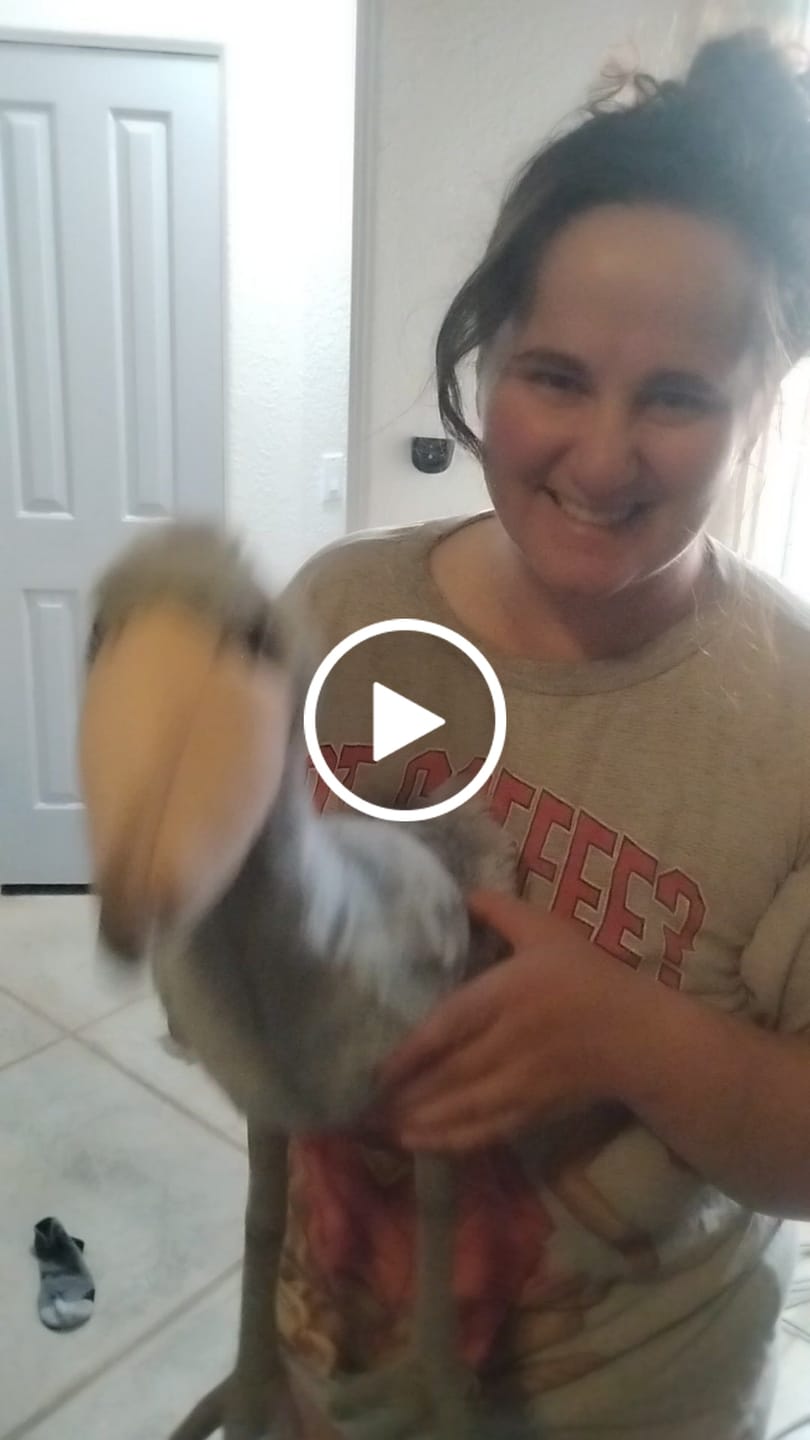 Customer video review of Shoebill Stork Bird Soft Stuffed Plush Toy