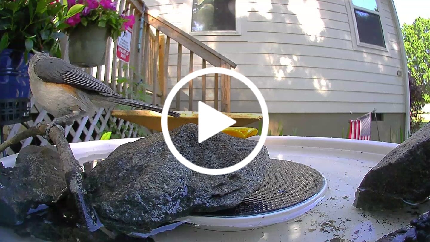Customer video review of Birdfy Bath Pro with Stand - Solar-Powered Smart Birdbath with Fountain