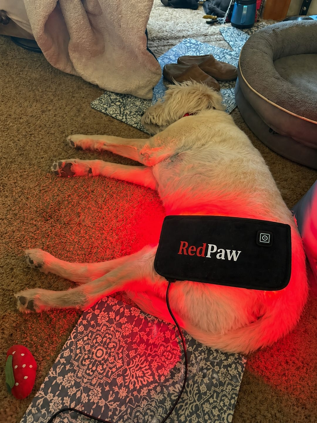 Customer photo review of RedPaw Red Light Therapy