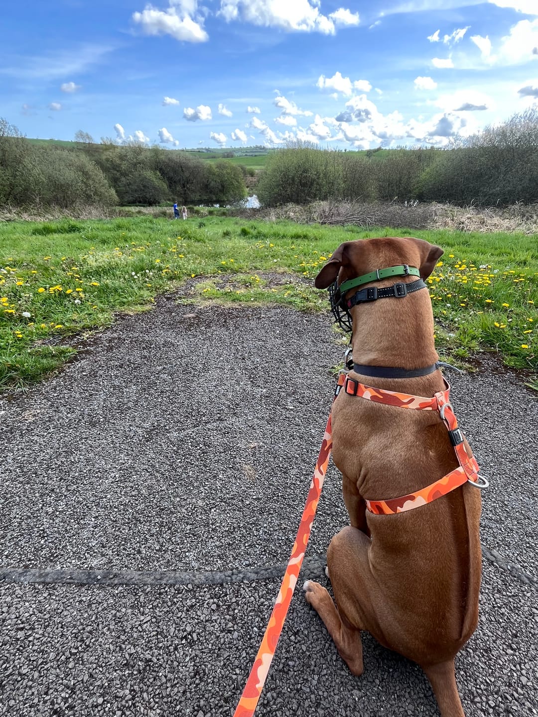 Customer photo review of Camo City Harness