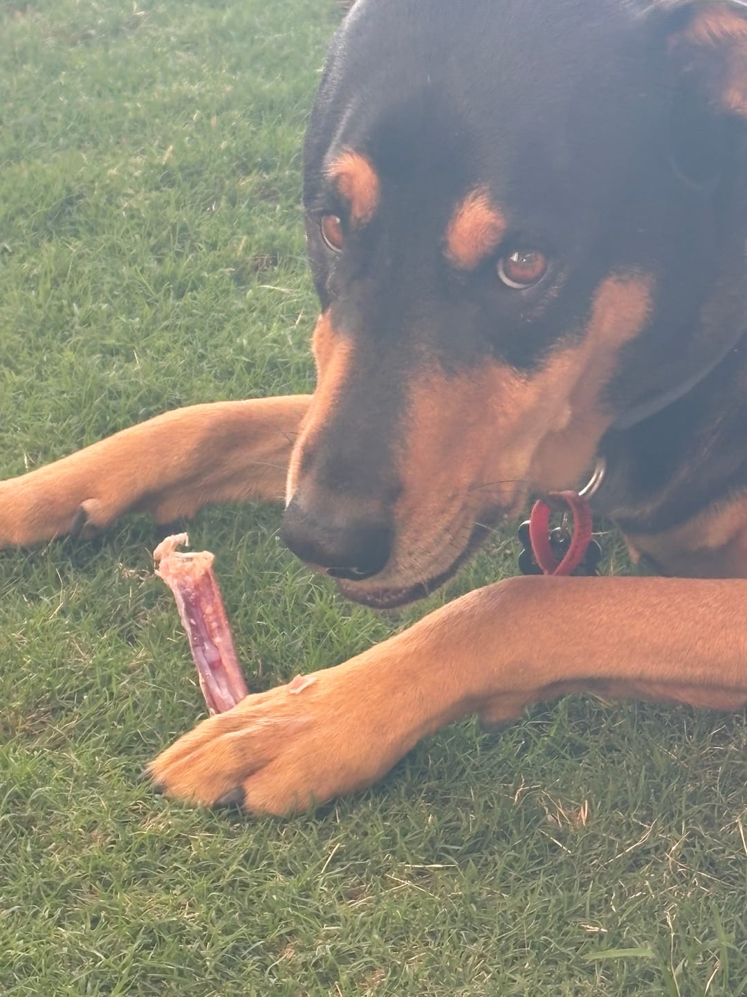 Customer photo review of Australian Beef Bully Sticks 8"