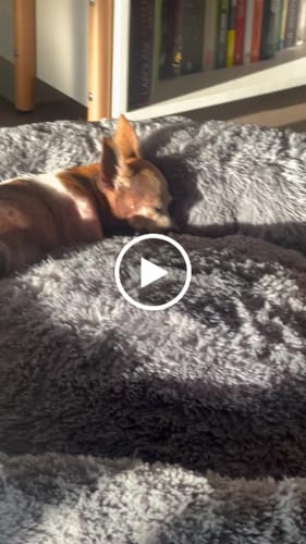 Customer video review of Cama Antiestrés para Perros