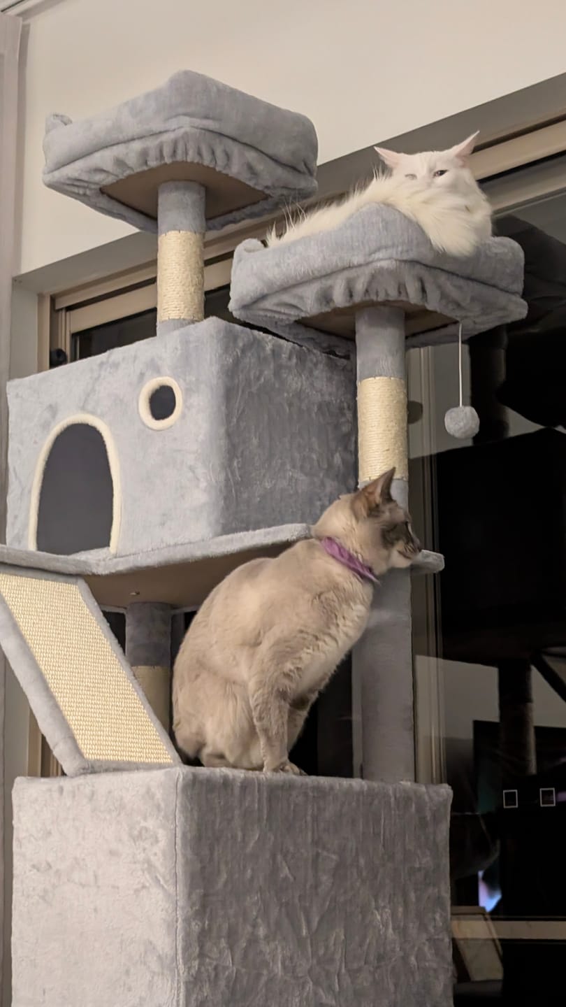 Customer photo review of Pawz Cat Tree Tower Scratching Post Scratcher 206cm Climbing Tree House Bed Grey