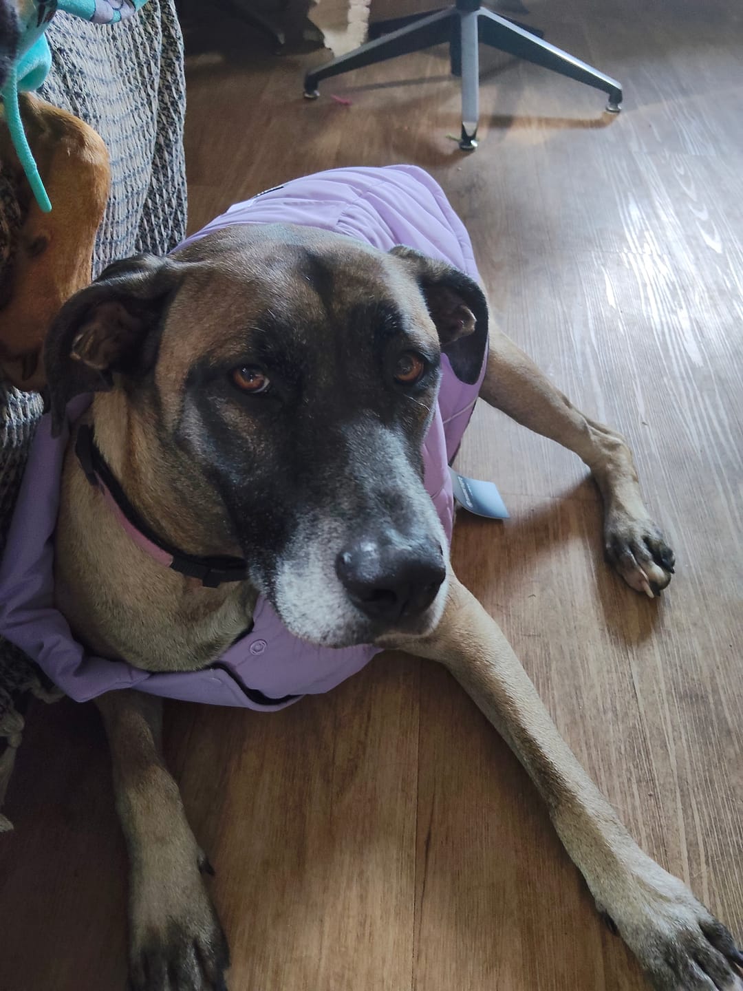 Customer photo review of WarmShield Water-Resistant Jacket - Lilac