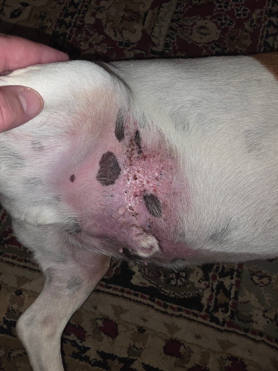 Customer photo review of Natural Canine Care | DoggyMin - Skin & Immune Support for Dogs