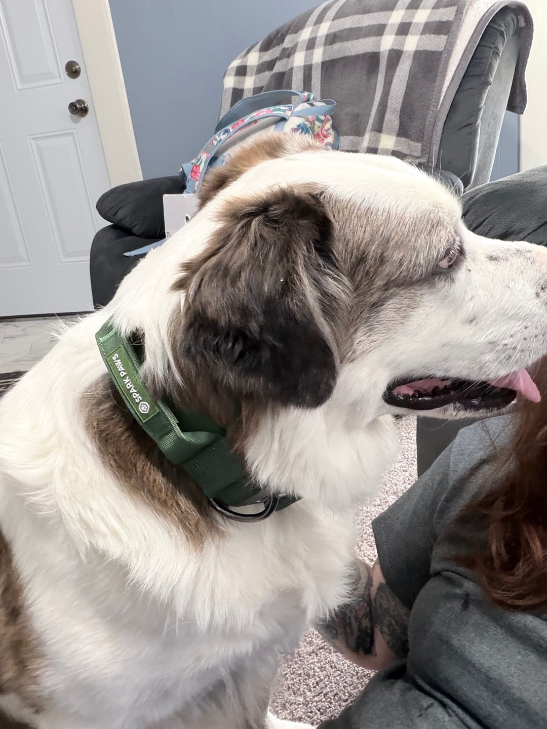 Customer photo review of Comfort Control Collar - Army Green