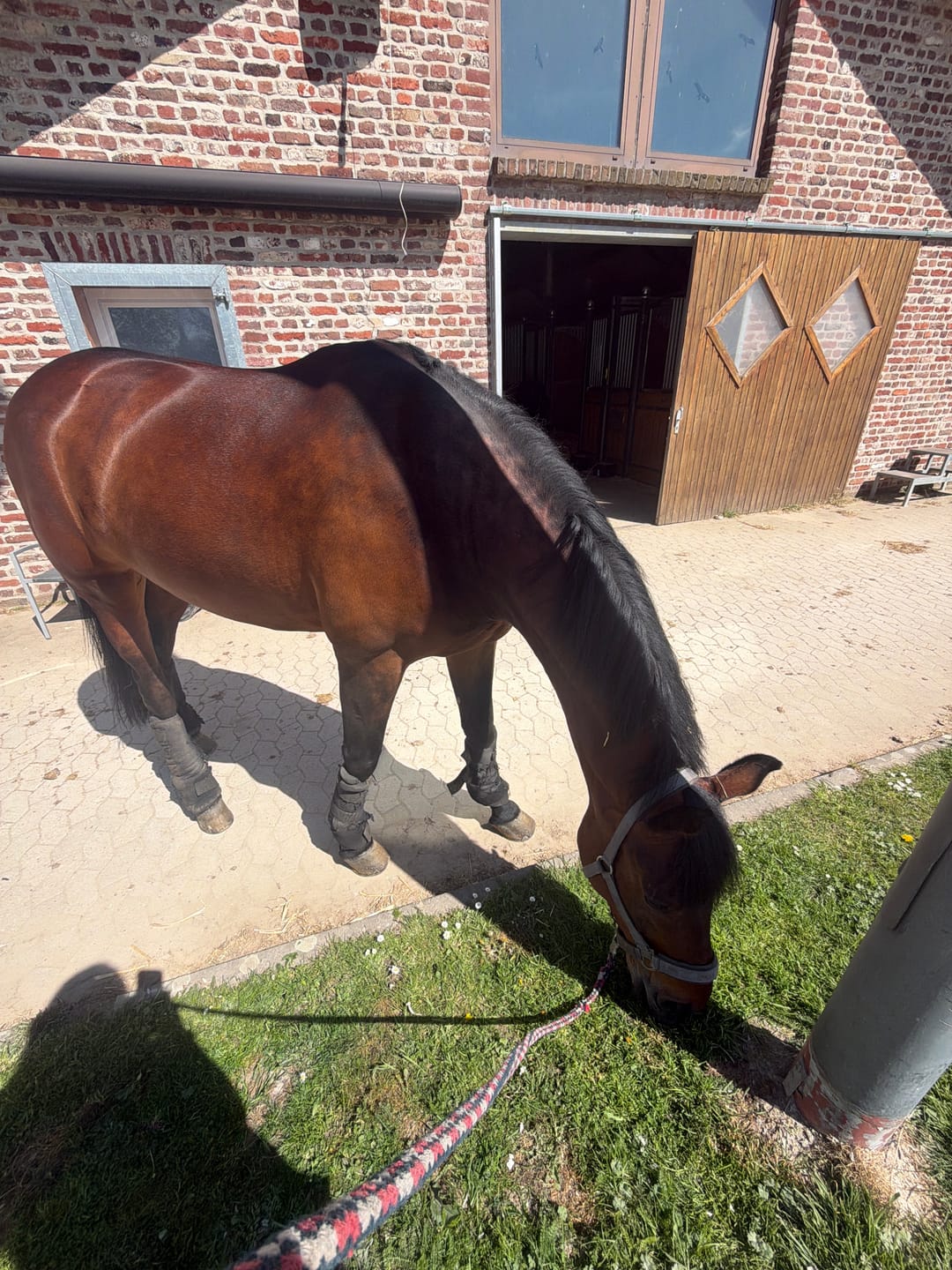 Customer photo review of MUSTAX Muskel+