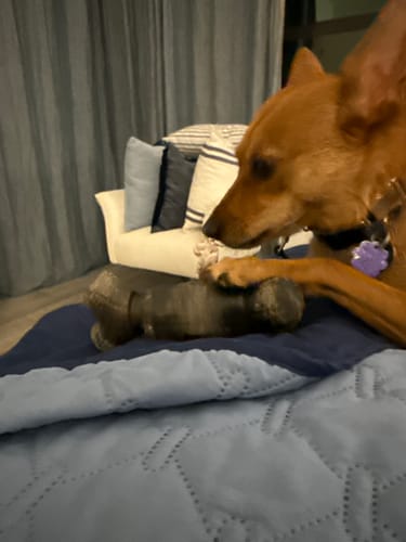 Customer photo review of Jumbo Bully Sticks 5-6" Long-Lasting Dental Dog Chews