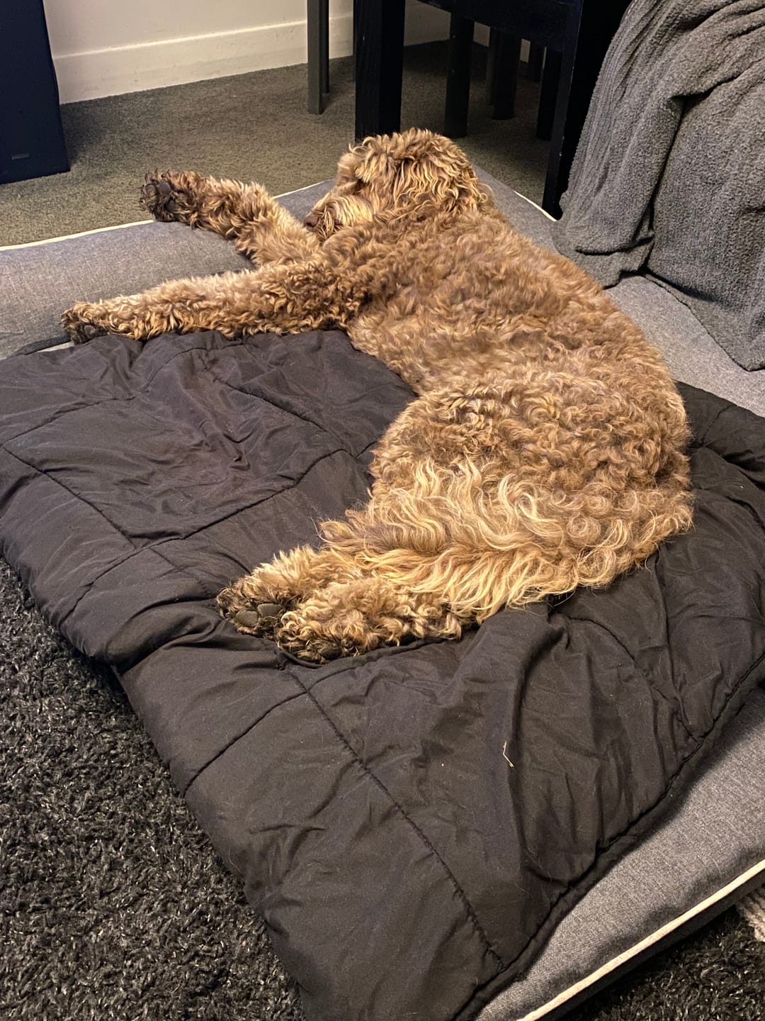 Customer photo review of Orthopedic Pet Bed Memory Foam With Cooling Gel