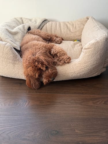 Customer photo review of The Cosy Bed