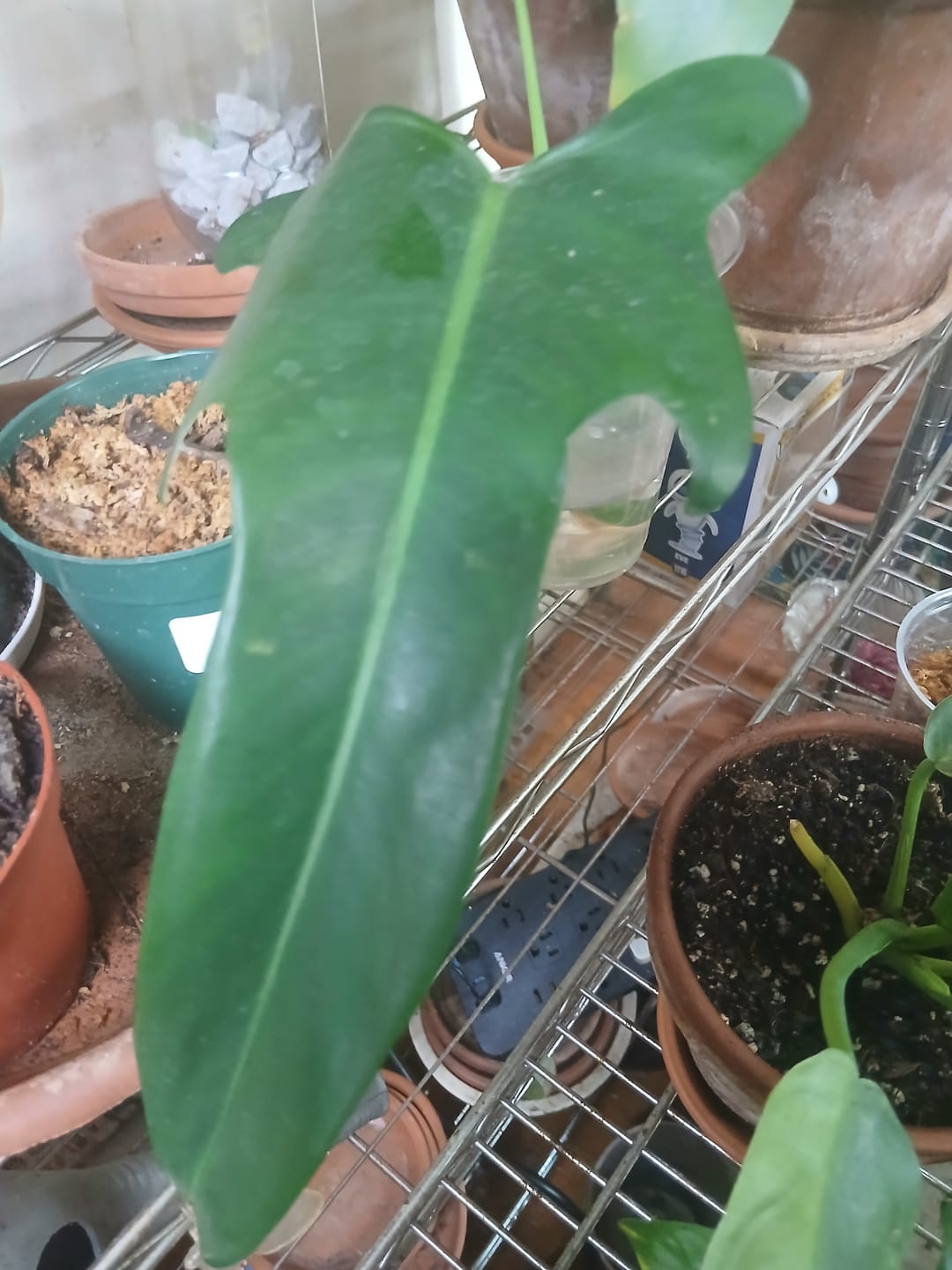 Customer photo review of Philodendron 'Jerry Horne'