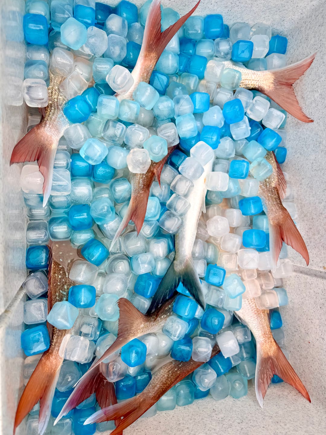 Customer photo review of Mega Freeze | Blue Ice | 5kg Black Bag
