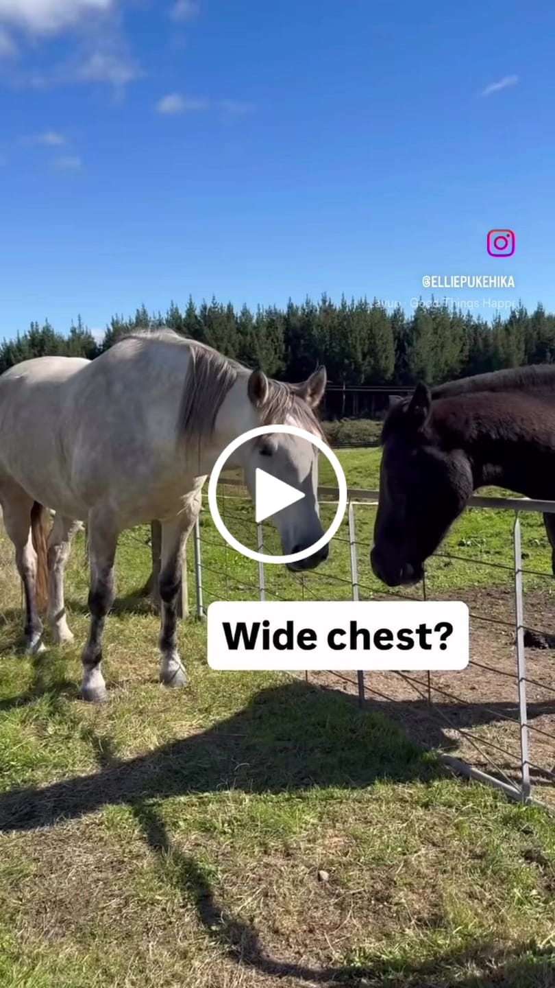 Customer video review of NZ Tack Duke 1200D Combo