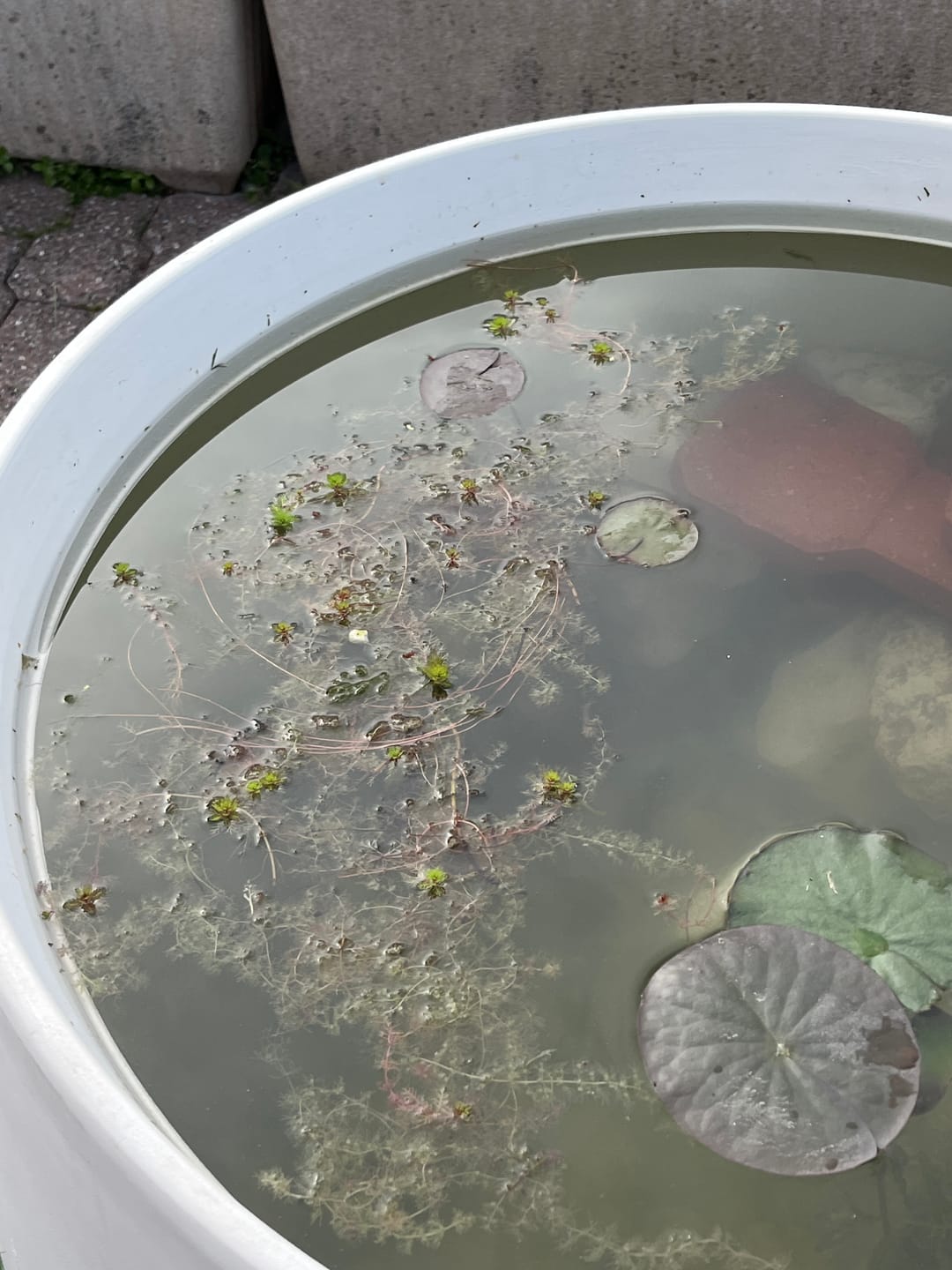 Customer photo review of MYRIOPHYLLUM PROSERPINACOIDES