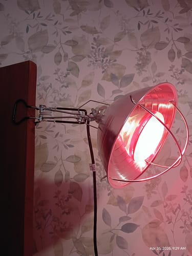 Customer photo review of Red Light Therapy Lamp with Clamp & Bulb Guard