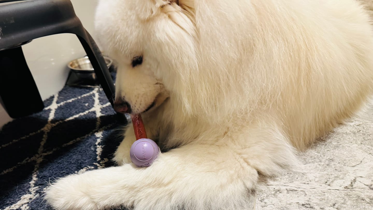 Customer photo review of 6 Inch Standard Bully Stick