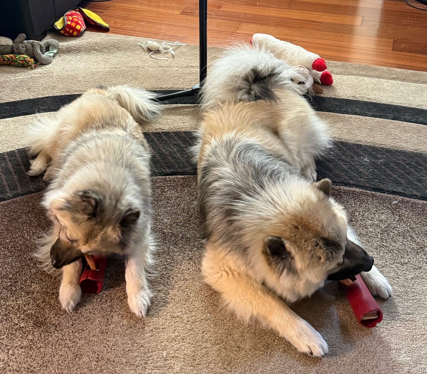Customer photo review of 6 Inch Jumbo Bully Stick
