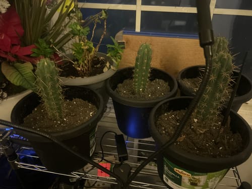 Customer photo review of Trichocereus Peruvianus | Peruvian Torch Cactus
