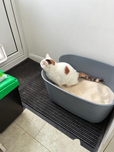 Customer photo review of 3 Month Supply - 1 Cat