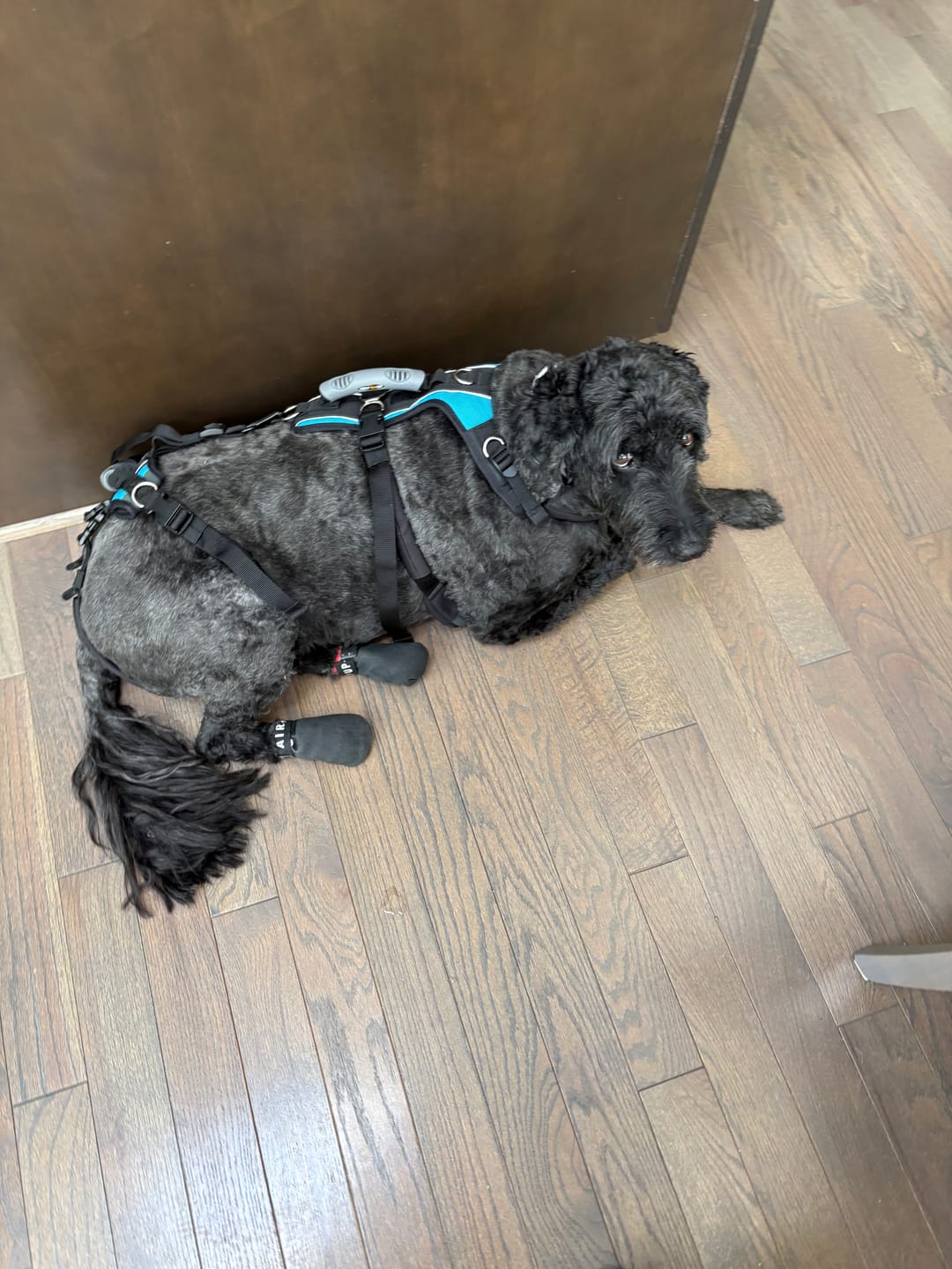Customer photo review of AIR PUP SPRINTERS - SET OF 4