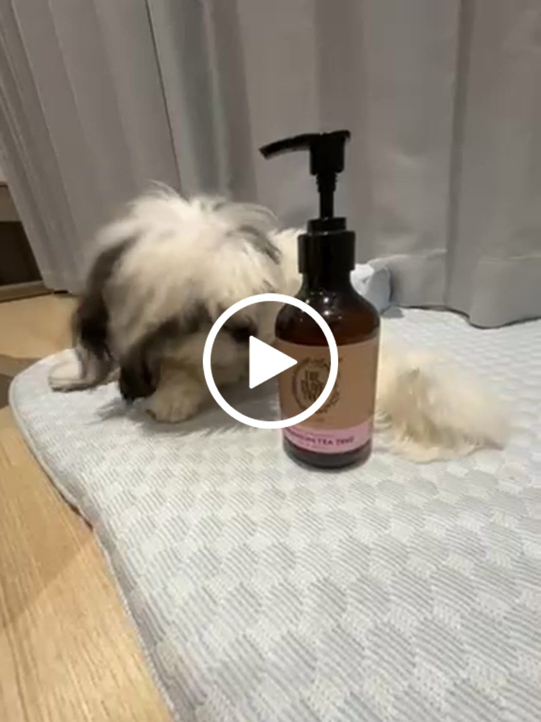 Customer video review of [New] The Olive Tree Geranium Tea Tree Body Lotion 250ml