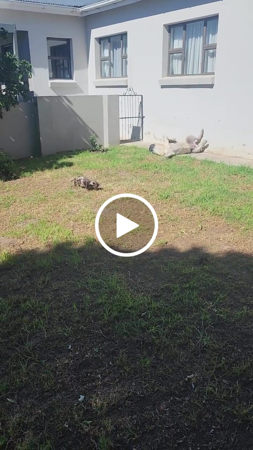 Customer video review of Flavour