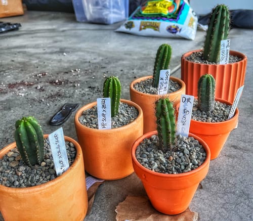 Customer photo review of Trichocereus Hybrids | Exact Hybrid Crosses